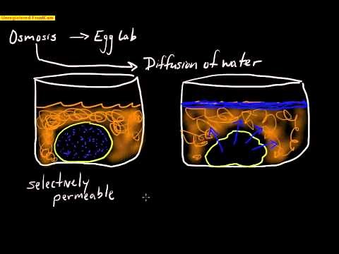 Cell Membrane Osmosis- selectively permeable!!!