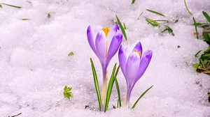 clip-1070966686-snow-melting-beautiful-crocus-flower-blooming-green