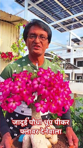 AMAZING ADENIUM/ पौधा धूप पीकर फ्लावर देनेवाला Adenium👍✨ #DesertRose #FloweringPlants #PlantLovers