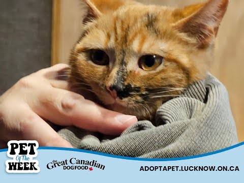 Pet of the Week - Matisse