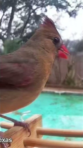 Rarest Backyard Bird Visitor #cardinal #wildlife #shorts