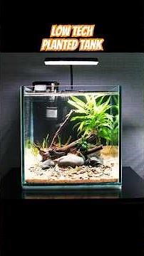 Low Tech Planted Tank for Guppies | Fish | Guppy Tank #aquarium #fishtank #aquascapegallery #fish