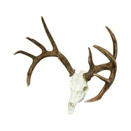 Whitetail Deer European Mount