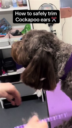 Essential Cockapoo Ear Trim Tips