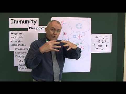 Immunity 4, Phagocyctosis, the process of cell eating