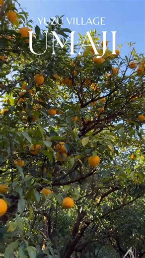 【公式】高知県馬路村 堂々たる田舎 on Instagram: "今年も馬路村はゆず収穫を終えようとしています。 山の恵みに感謝して今年を締めくくります。馬路村のゆず風景と農家さんたちをお届けします。 #馬路村 #ゆず"