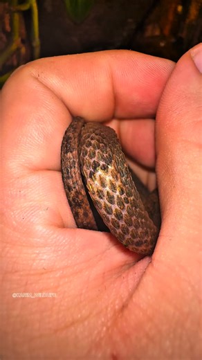 Probably the most ALIEN looking snake in the world The TENTACLED SNAKE (Erpeton tentaculatum),has two strange tentacle-like appendages on its face used as a ultra-sensitive sensors to detect tiny movements in the water; it is fully aquatic and often remains completely motionless, sometimes even growing algae on its skin for camouflage, and its hunting method is especially bizarre—by making a subtle body twitch, it triggers a fish’s escape reflex and perfectly predicts where the fish will flee, s