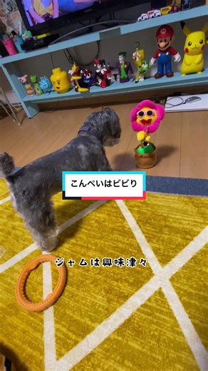 踊る花の魅力と懐かしさ