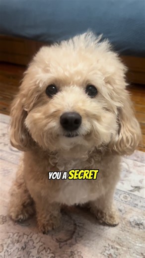 Understanding Your Cavapoo: Sweet Dreams and Playtime