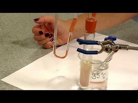 Rate of Respiration in Yeast