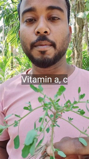 Goose foot Benefits #shorts #bathua #goosefoot