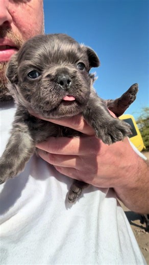 Fluffy Frenchie #solidityfrenchies #frenchbulldog #fyp #fluffyfrenchie