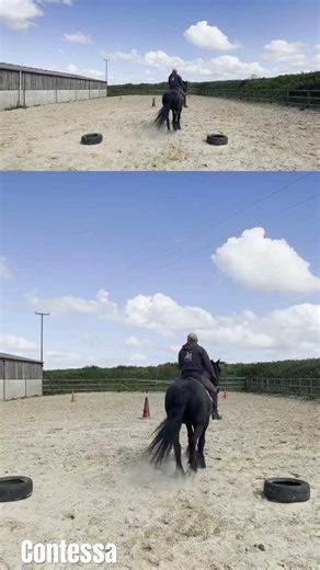Beautiful Friesian Mare Contessa in Training | Grace, Power & Elegance #horse #friesianhorses