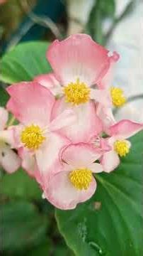 🌹3 Easy-to-Care-For Begonias🌹