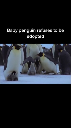 Baby penguin refuses to be adopted #animals #penguin #nature #loves #earth #run