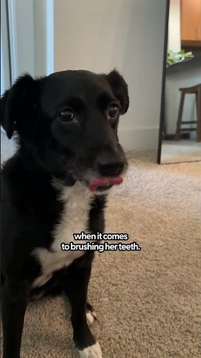 How to Make Brushing Your Dog’s Teeth Easier | The Pack