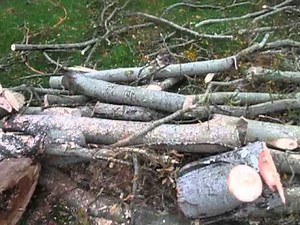 Rats in a Tree Get Mutilated by Chainsaw