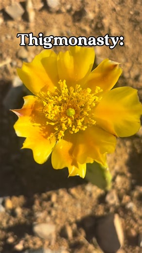 Seeds Of Succession on Instagram: "🌸Thigmonasty is one of those plant behaviors that quietly demolishes the idea that plants are passive elements in ecosystems. Thigmonasty in cactus flowers shows that even desert plants, often imagined as static and armored, engage in fast, responsive behaviors that blur the line between plant and animal strategies, all without nerves, muscles, or a brain. Just exquisitely tuned cellular hydraulics and electrical signaling. 💧The motion is driven by rapid chan