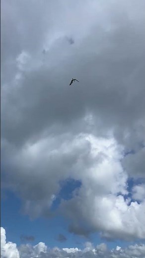 osprey in flight over water #asmr #evergladesnationalpark