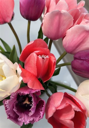 Exploring the Beauty of Tulips in Spring
