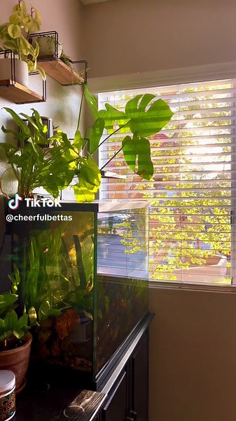 Aquarium Aesthetic with Sunlight: Betta Fish and Planted Tank