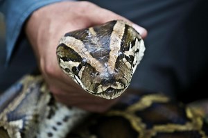 ‘Yoink!’ Florida man fishingarrett doesn’t wait for the Python Challenge to snatch snakes