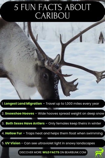 5 Fun Facts About Caribou | Masters of the Arctic #reindeer
