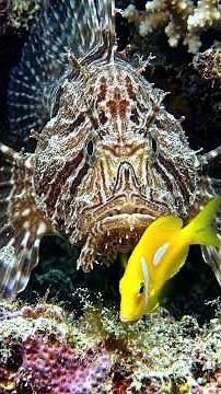 Invisible Scorpionfish Attack ⚡ Camouflage Predator Strikes in Coral Reef (4K Underwater)
