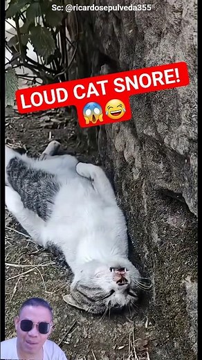 This Cat Snores Louder Than a Human! 😂🐱 #shorts #cat #funny