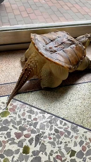 Turtles are nature’s slow-moving wonders, always reminding us to enjoy the journey. Whether they're crossing a beach or swimming through coral reefs, their charm is undeniable. People around the world are falling in love with these shelled sweethearts—just check out the buzz with #TurtleTok and #ShellYeah. From rescue stories to cute hatchlings, #TurtleLove and #SaveTheTurtles are flooding feeds. Even fashionistas can’t resist, flaunting eco-friendly gear with #TurtleStyle and #TurtleVibes. No m