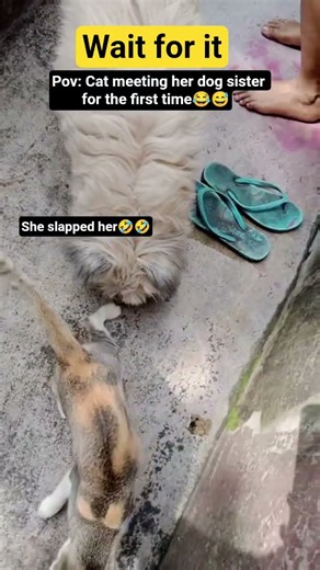 My cat slapped the dog 😂❤️| #catdog #catdogfriendship #funnyvideo