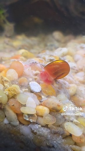 The Mystery Snail Care Guide for Your Aquarium
