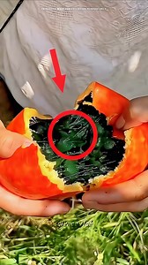 “Strange Fruit with Delicious Seeds 🍈 "This fruit may look rotten, but it’s actually fresh! 😱 The real magic lies in its seeds—washed, dried, and fried with salt, they turn into a crispy, crunchy, and mouth-watering snack. 🍴🔥 No wonder people in China love them! 🇨🇳✨ Would you try this unique snack? 🤔 #StrangeFruit #HealthySnacks #FoodFacts #ChinaEats #ViralFood #reelvideo #didyouknow #entertainment #reels #nature #secrets | Sciencevice