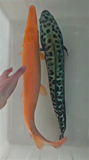 Exploring the Fascinating World of Arapaima Fish