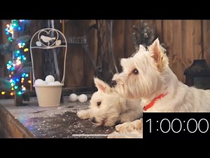 1 Hour Timer - Adorable Dogs