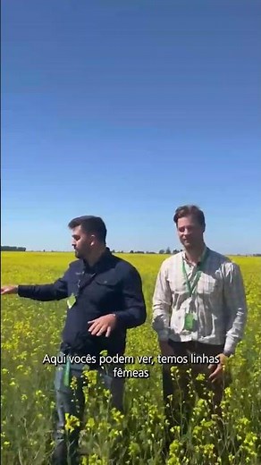 Sementes de canola certificadas