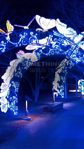 Glow Wild returns! Experience new lantern wildlife displays, live shows, and spring magic at Peoria Zoo💫! | Peoria Zoo