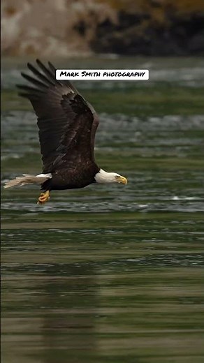 Bald eagle grabs fish and swallows it alive all while flying. #bird #eagle #baldeagle #fishing