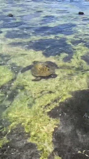 Sea Turtle in Shallow Lava Tide Pools – Hawaii 🐢🌊