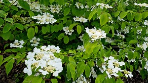 Гортензия черешковая вьющаяся: фото лианы, описание, сорта, посадка, уход в открытом грунте, размножение, отзывы, где купить