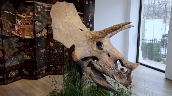 Check Out This Amazing and Rare Dinosaur Head That Is Hitting the Block at Christie’s