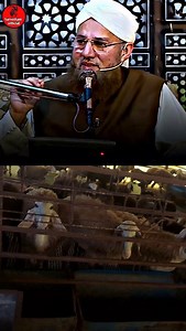 460K views · 10K reactions | Hina lena kisiki ? #viral #tranding #islamicviralreels #islam#qurantranslationurdu #quran #loveyourself | sarvattom sheep farms feed | Facebook