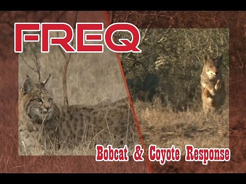 FREQ Calls - Bobcat Stalk and a First Time Coyote Hunt