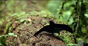 Smooth dance moves confirm new bird-of-paradise species | Cornell Chronicle