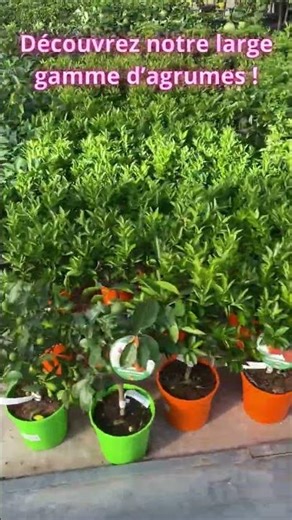 Découvrez notre gamme d'agrumes à planter - Prêt à Jardiner.com #jardin #jardinage #plantation