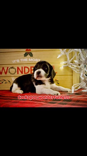 Cockapoo puppies making this the most Wonderful time of the Year! #cockapoo #cockapoopuppy #cockapoolove #cockapoolife #cockapoodaily #cockapooclub | Lady Darling Puppies