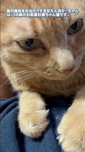 Mi-chan, the cuddle-loving cat who wants a pillow arm (Short) #Cat #OrangeTabby #CAT