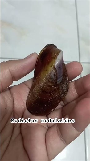 modiolus modulaides#seashells