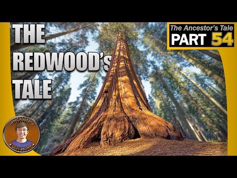 The Redwood's Tale