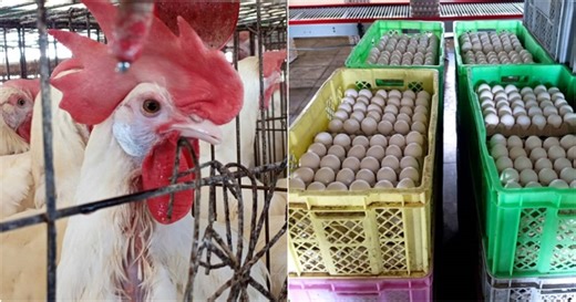 古巴每月从多米尼加进口6500万个鸡蛋，生产者担心失去市场。